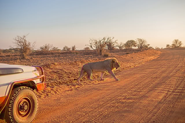 A lion walking in the wilderness
