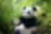 china_panda-giant-bamboo