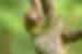 Three toed sloth looks at the camera hanging from a branch in the rainforests of Costa Rica