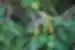 Squirrel monkey in the Amazon rainforest balancing on branches