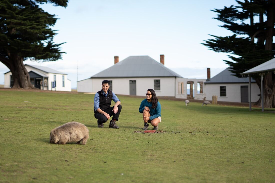 Smiling traveller and guide looking at wombat on the grass, with houses behind them on Maria Island, Australia