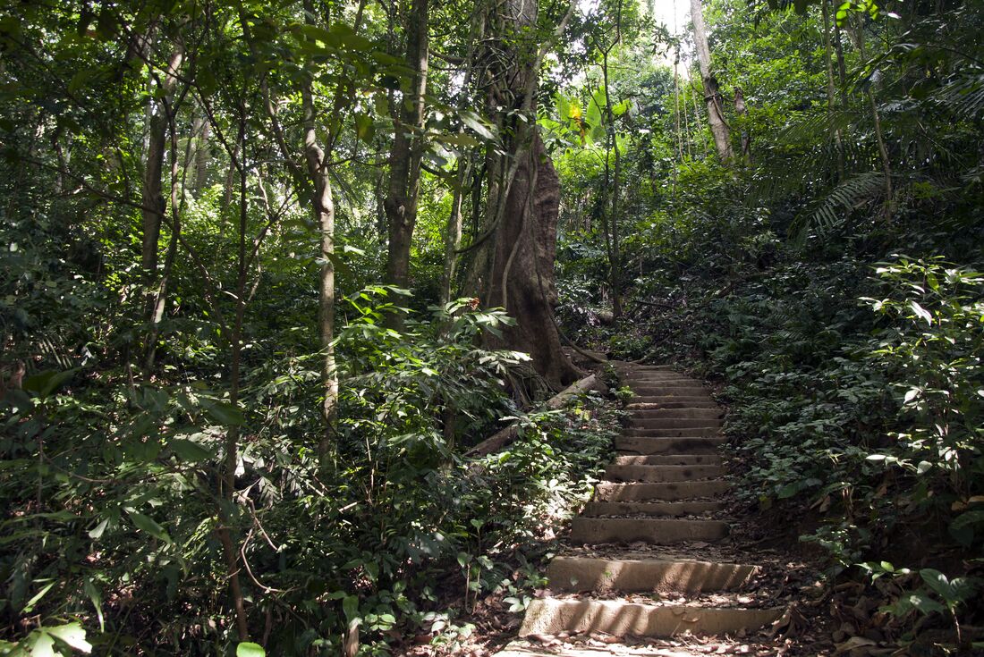 A walking path of ascending stairs in the jungle of Cuc Phuong National Park in northern Vietnam