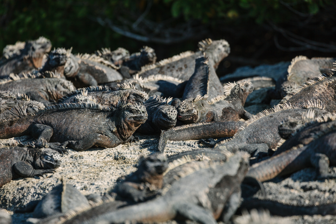 Ecuador-Galapagos Islands Marine Iguauas