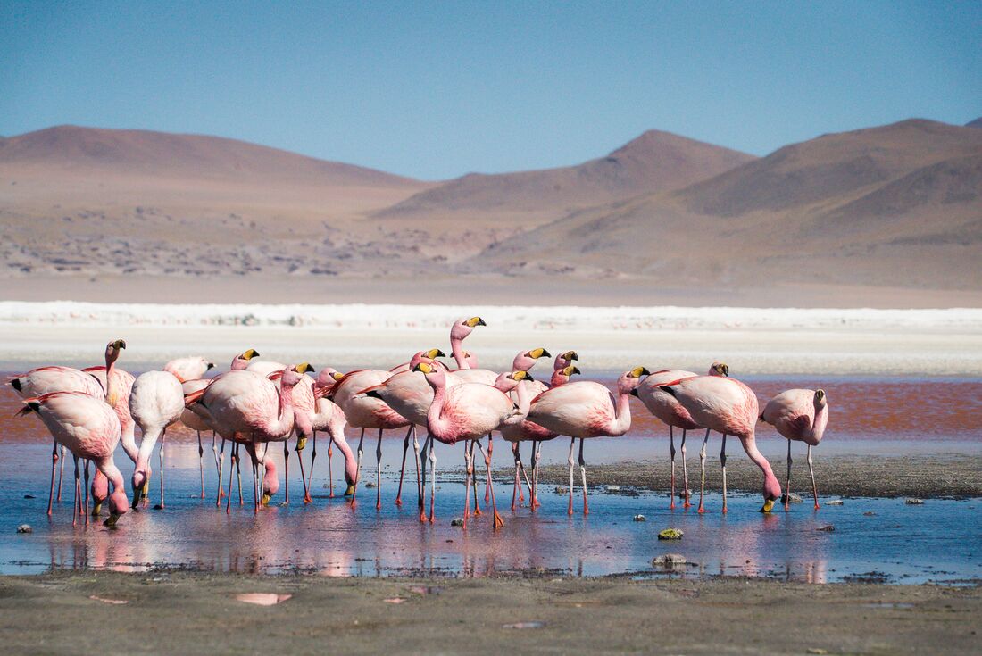 Intrepid Travel-bolivia-salar-de-uyuni-salt-flats-DSC06297