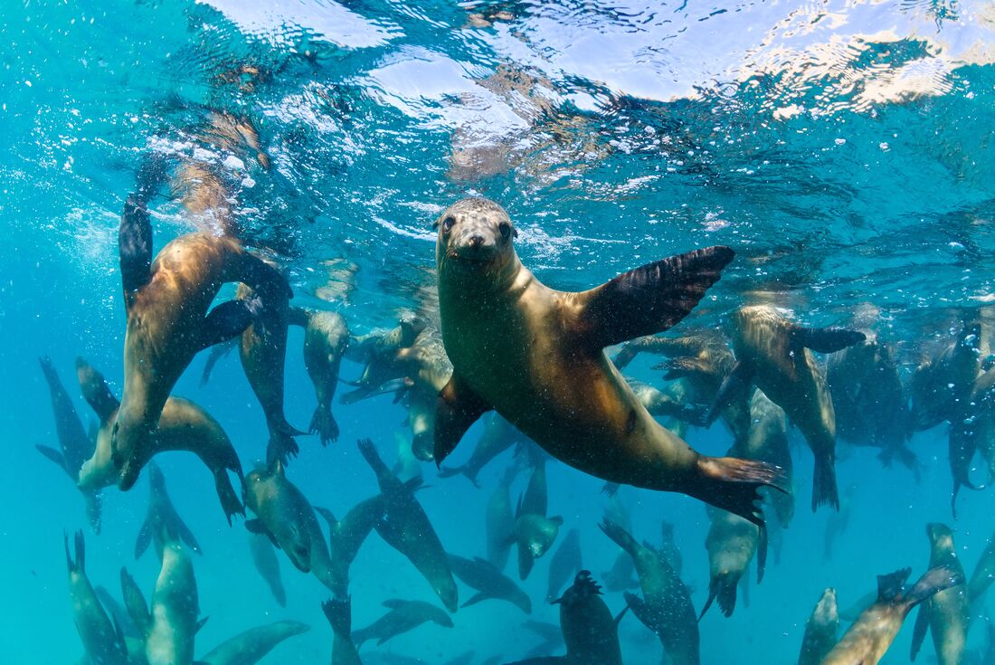A sea lion pauses during a giddy swim in the ocean off the Galapagos Islands