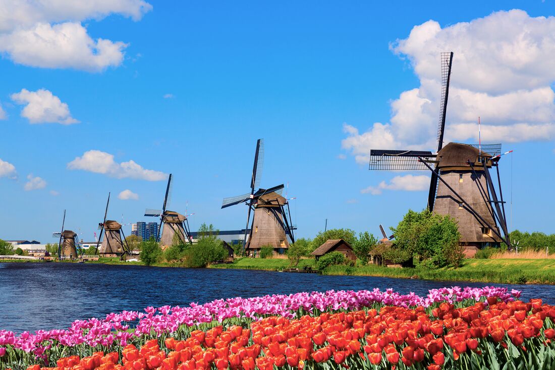 Windmills lined up along the river with tulips in the foreground in Kinderdijk, Rotterdam, Netherlands