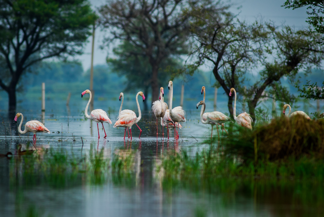 Pale flamingoes stand in Bharatpur Bird Sanctuary in Keoladeo National Park in India