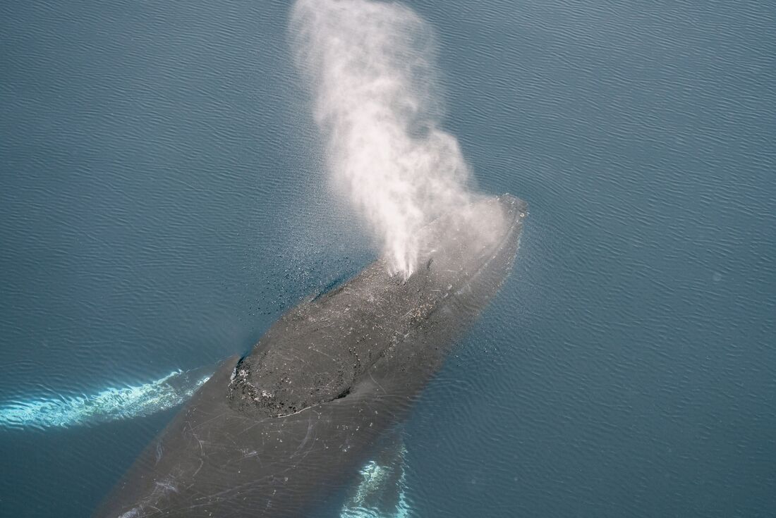 A humpback whale spotted off the bow of the Ocean Endeavour in Antarctica
