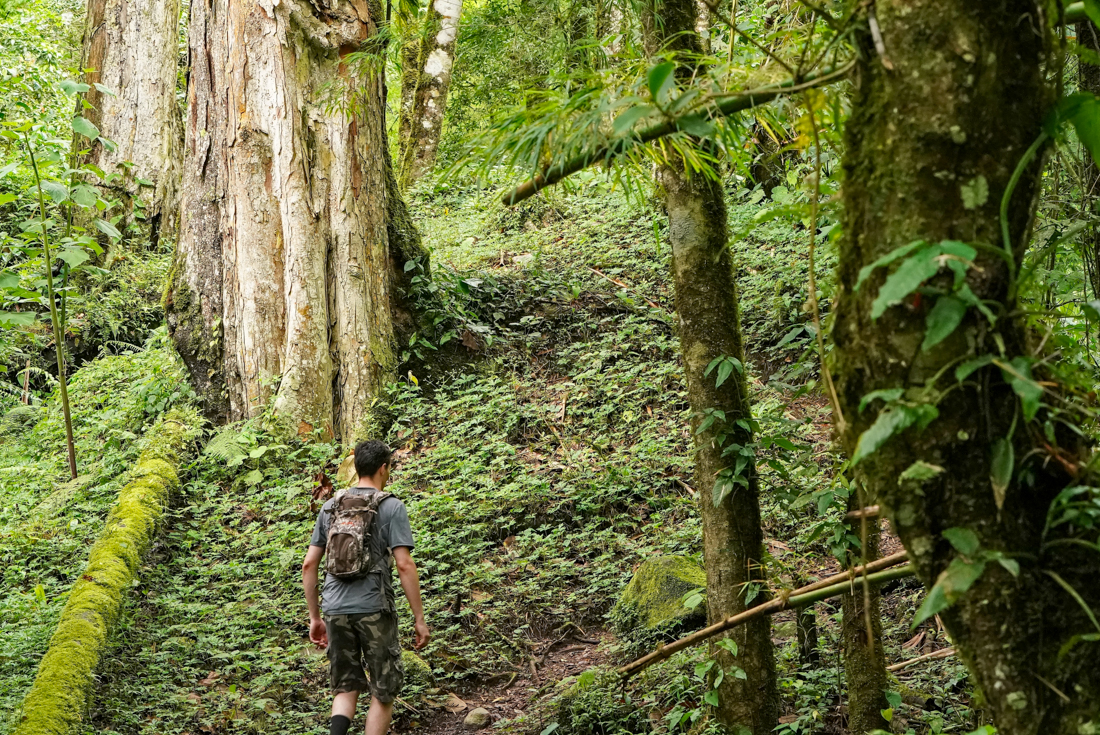 Traveller walks on metal boardwalk in the rainforest of Panama near Boquete