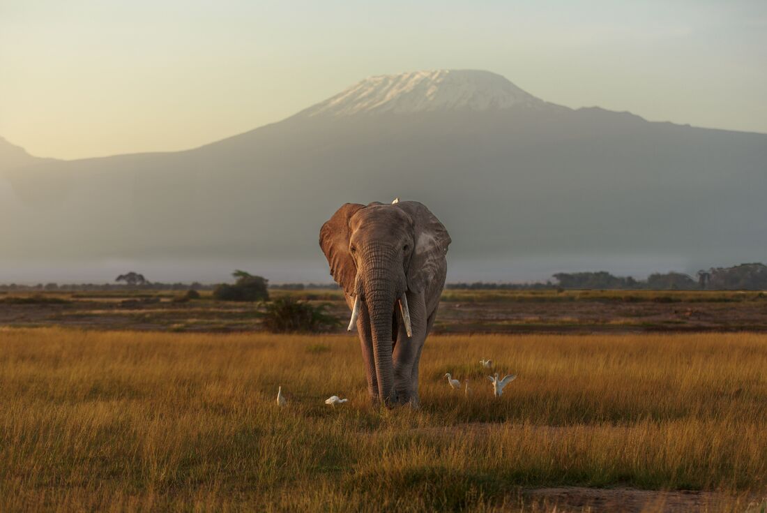 Experience the majesty of Amboseli as wild elephants sit under the roof of Kilimanjaro in Kenya