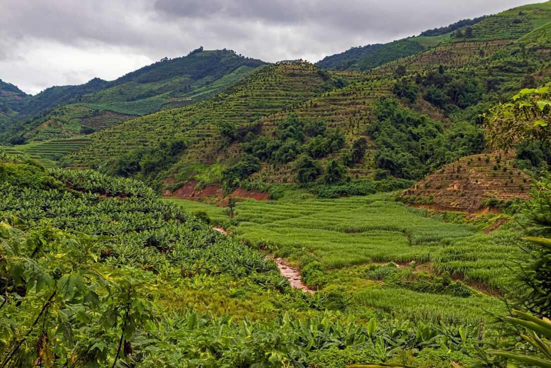 Rolling hills covered in green tea plants at the foot of a mountain range in Yunnan, China