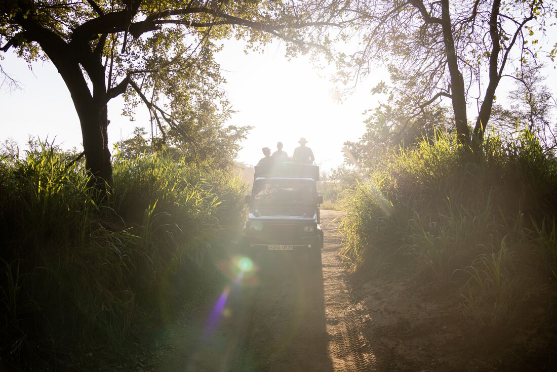 On safari in Minneriya National Park