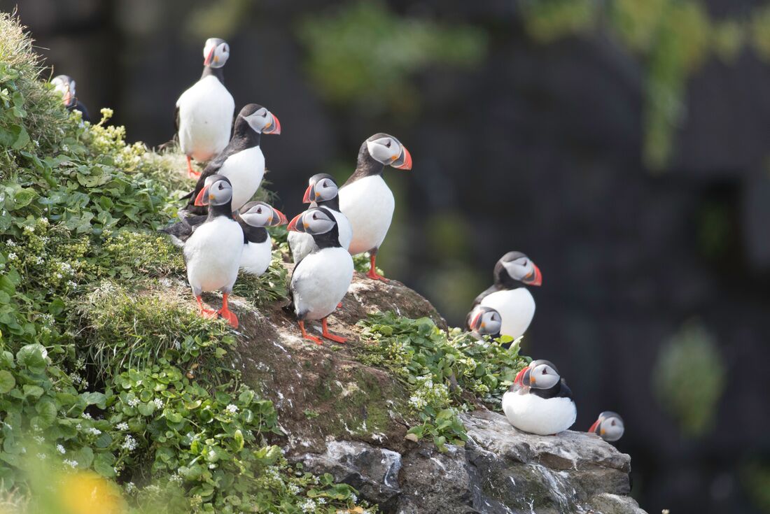 Atlantic Puffins perched on the green cliffs of Grimsey Island north of Iceland's mainland