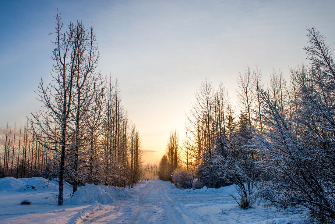 Sunrise over the trees and snow in Icelandic winter