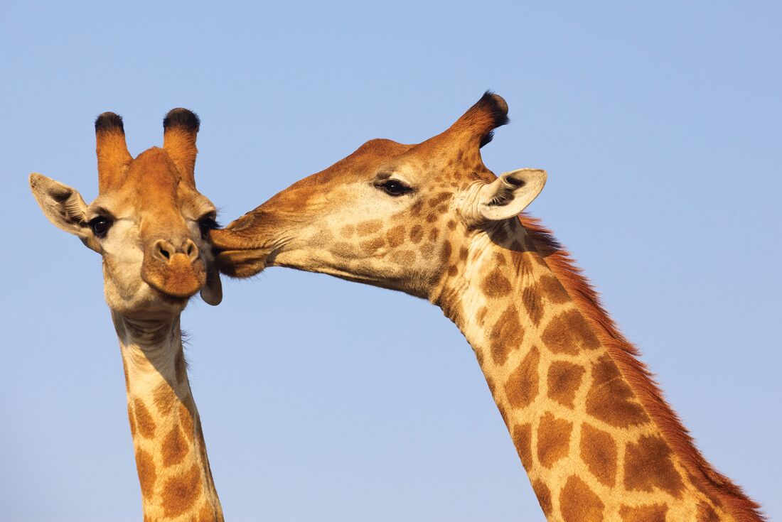 Two giraffes give a friendly kiss in Kruger National Park savannah in South Africa