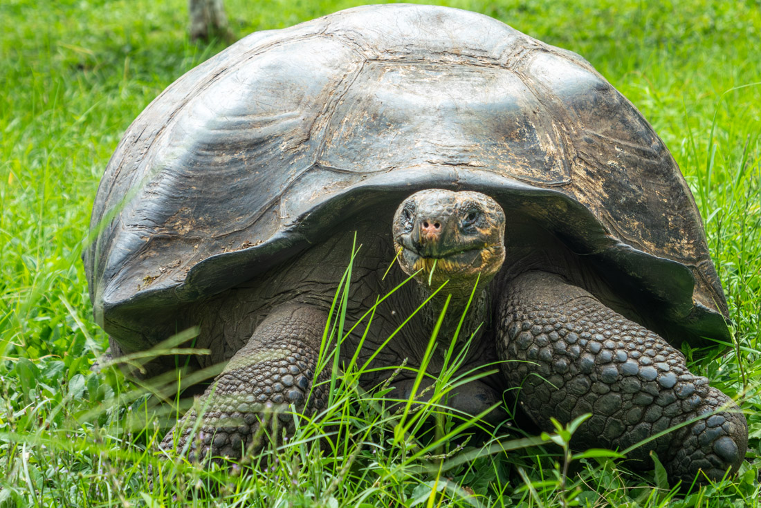 Giant Tortoise on Santa Cruz Island