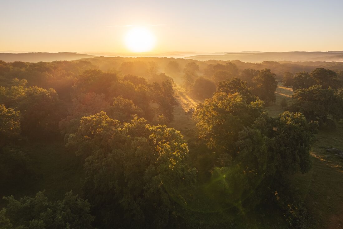 Sunrise over the Transilvanica Trail forest in Romania