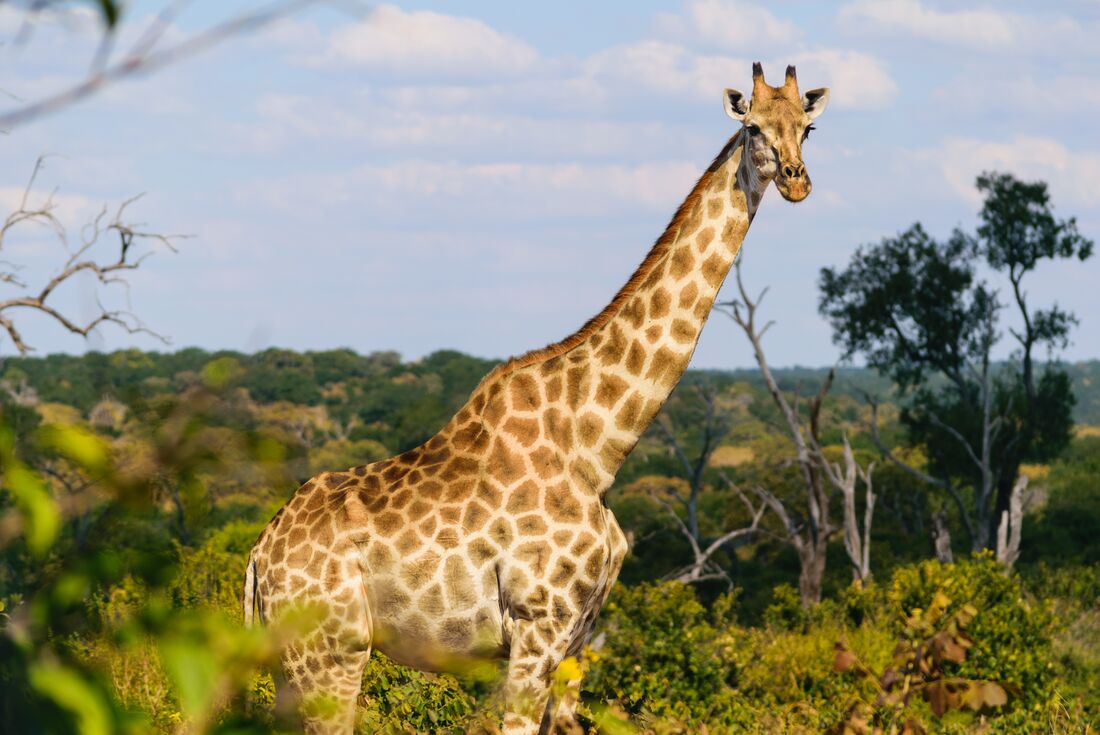 Giraffe, Chobe National Park