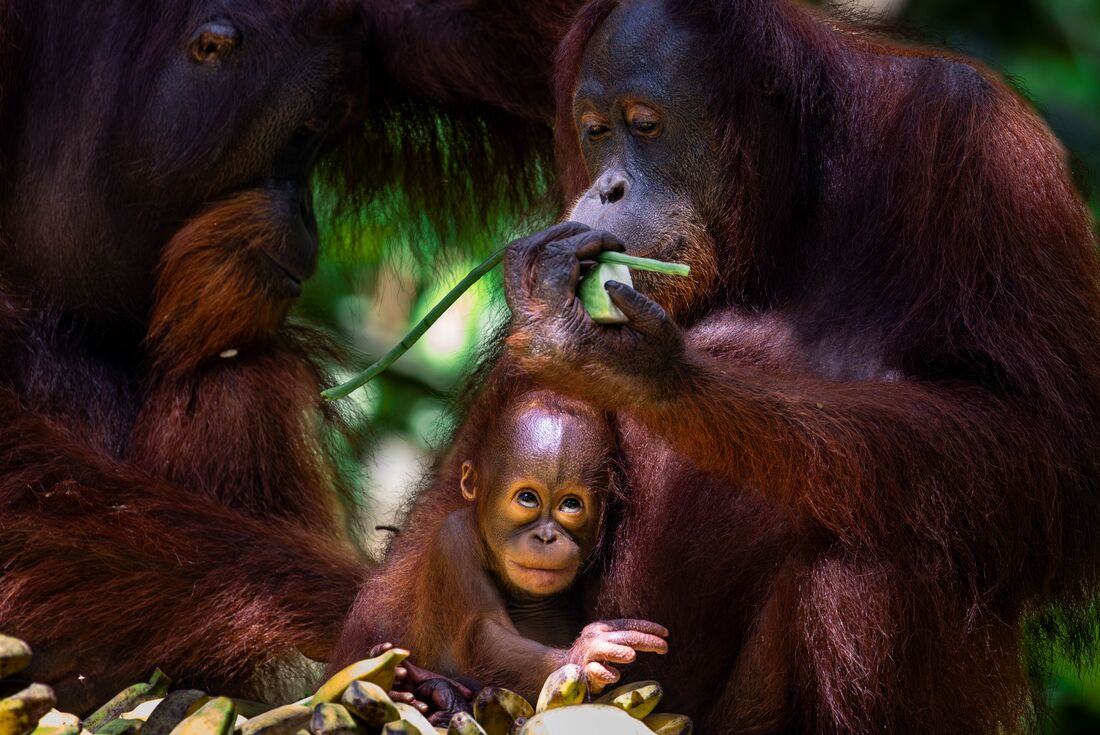 Orangutan baby looks up while grabbing food while mother holds him in Borneo