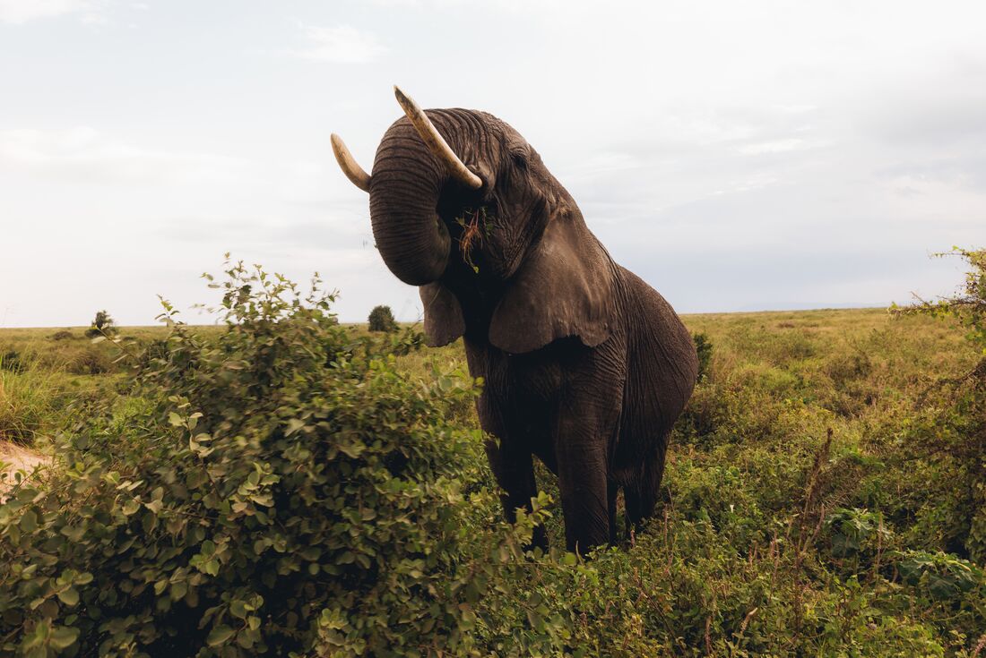 60 year old elephant spotted grazing on safari in Serengeti National Park