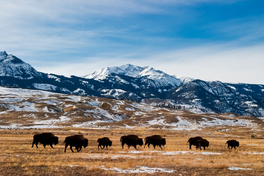 American bison migrate through the Hayden Valley in late fall in Yellowstone 