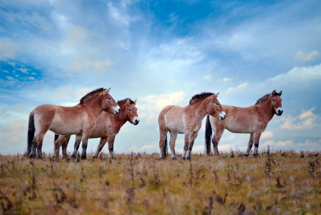 Group of four Przewalski's wild horses stand on steppe grassland in Khsutai National Park