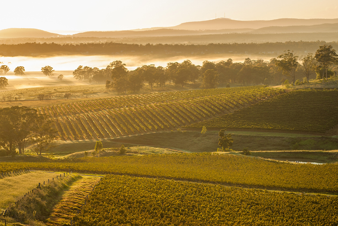 PVOSB_new-south-wales_hunter-valley_vineyard