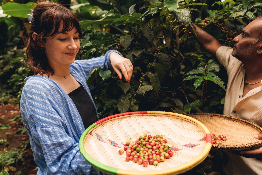 Collecting and picking fresh coffee beans on Karatu Organic Coffee Farm