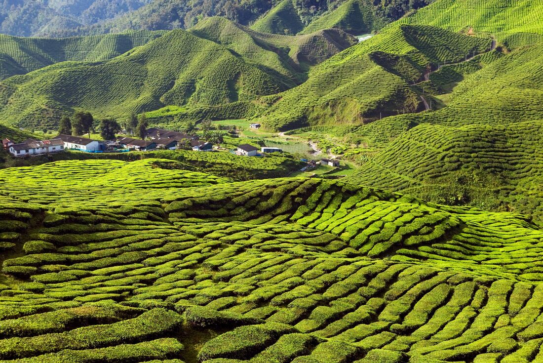 Rolling green hills landscape and village at tea plantation in Malaysia