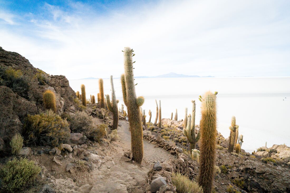 GGBJ_bolivia-salar-de-uyuni-salt-flats_cactus