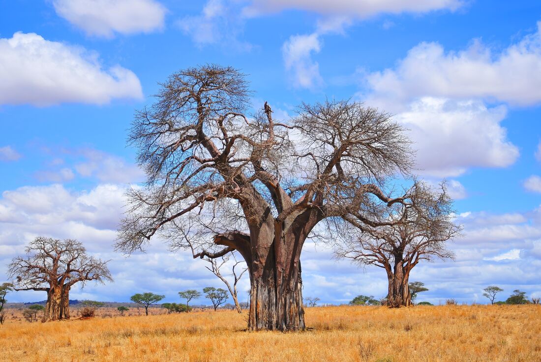 Baobab tress of Mikumi National Park, Tanzania