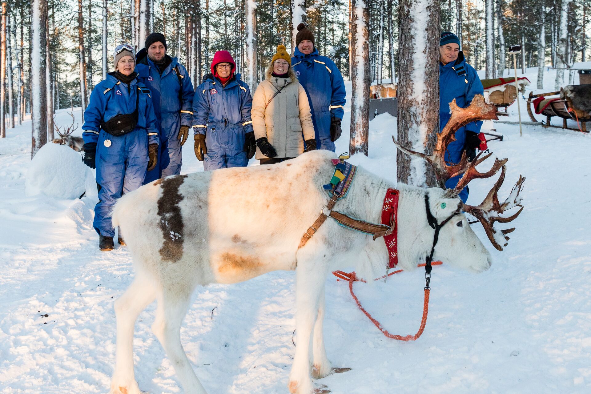 Visiting a reindeer farm in Finland