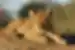 Intrepid Travel Zambia South Luangwa National Park lion cub