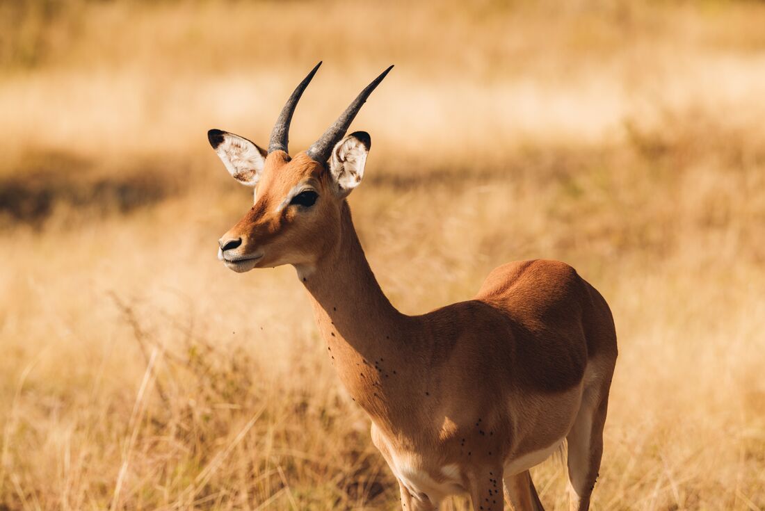 A gazelle in the plains of the Serengeti 