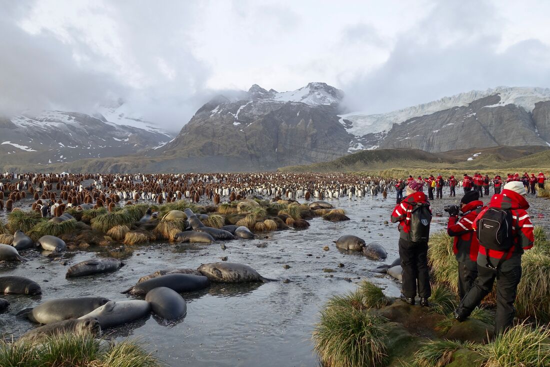 Travellers look out over a king penguin colony from a stream in Gold Harbour South Georgia Island