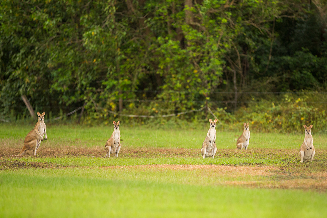 Australia, Northern Territory, Kakadu wallaby