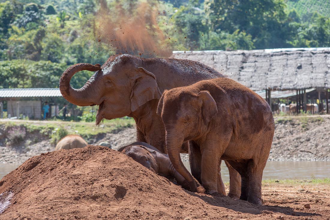 Happy elephants in elephant nature park in Chiang Mai, Thailand 