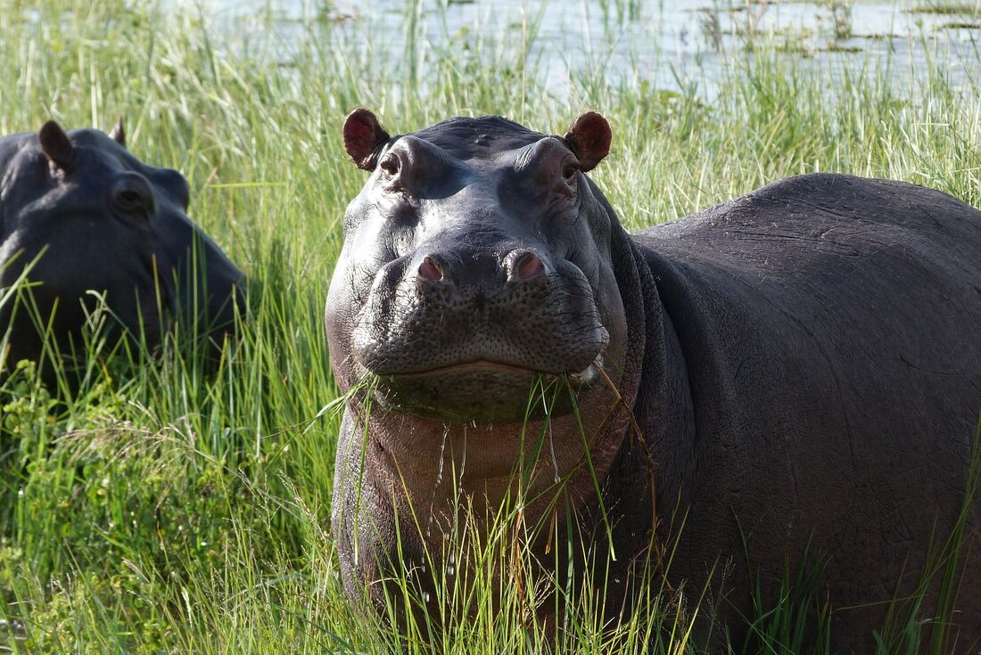 botswana_chobe_hippo-eating