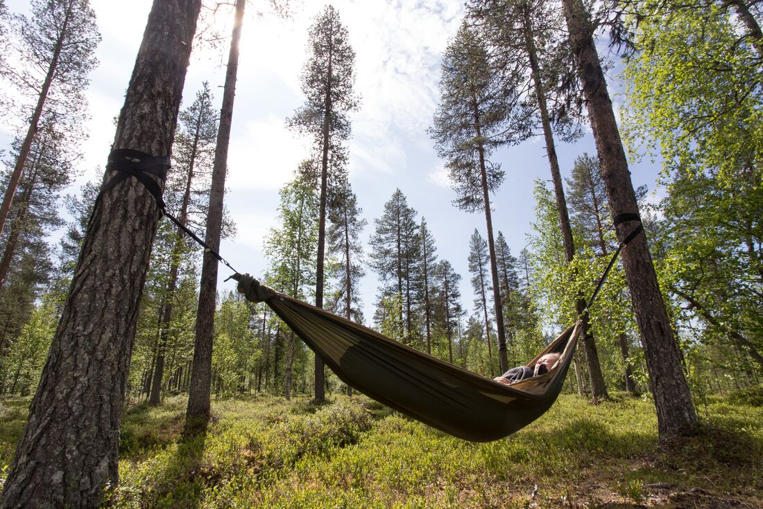 Intrepid traveller in hammock strung amongst a Finland forest preps to rest overnight
