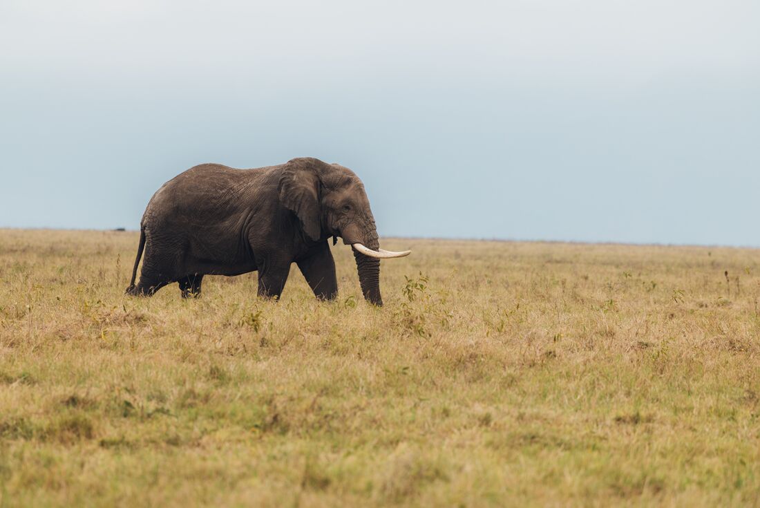 Elephant crossing the plains of Ngorongoro Crater
