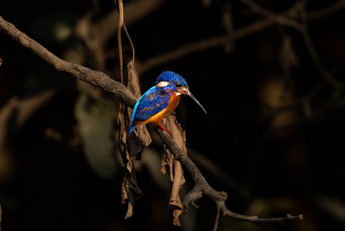 Bright blue and gold kingfisher on the Kinabatangan River in Borneo