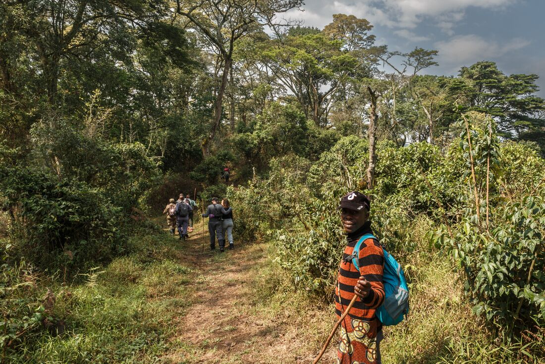 Guide gestures Into Bwindi Impenetrable Forest in Uganda as travellers trek into it beyond him