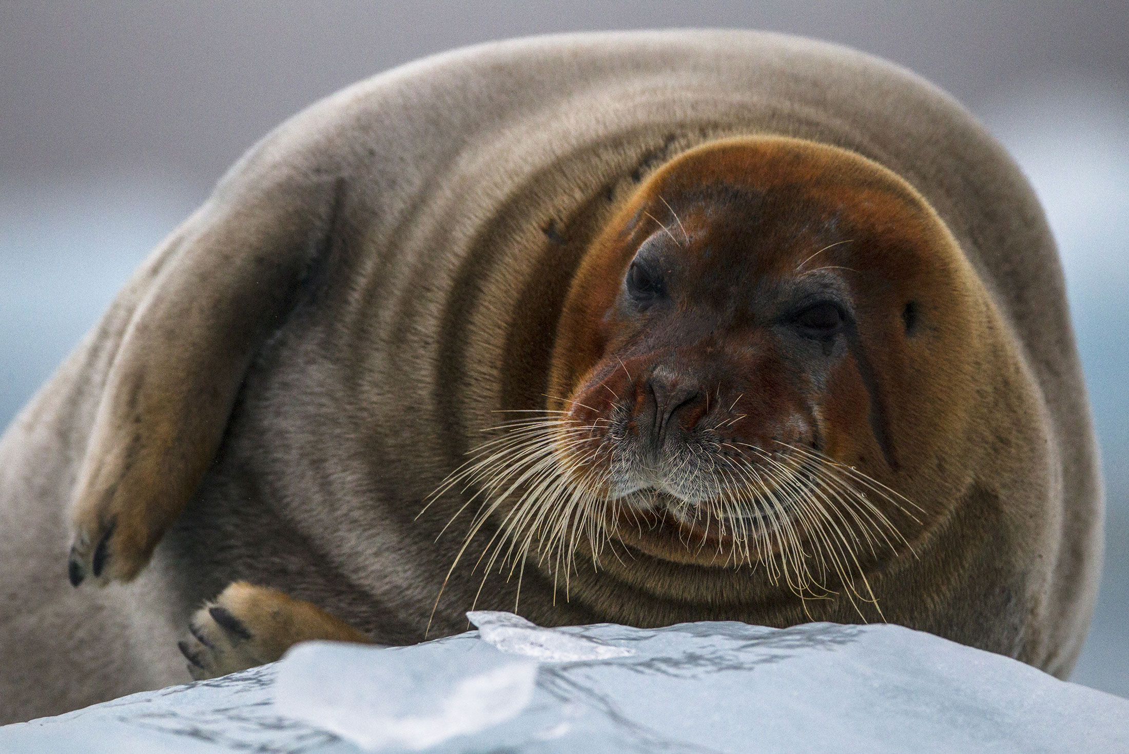 PPSH_Spitsbergen-Highlights_bearded-seal