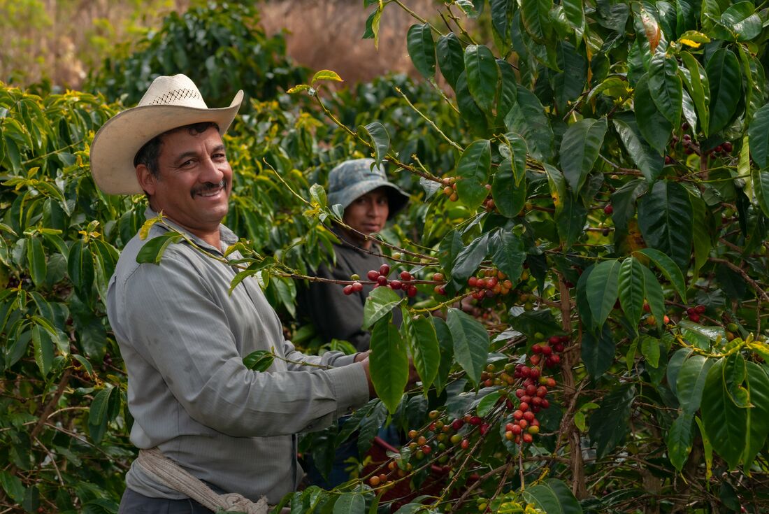 Local farmers with a fresh arabica coffee harvest on a finca in the hills of El Salvador