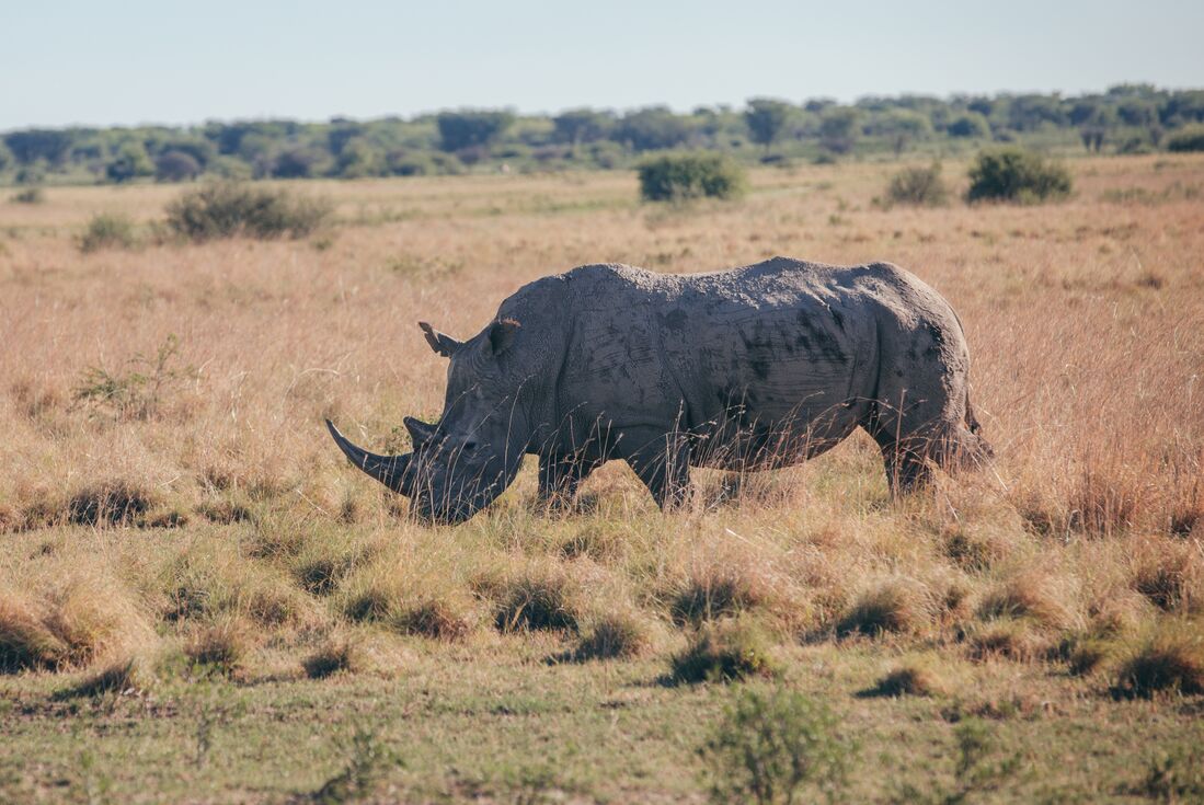 White rhinoceros in Khama Rhino Sanctuary