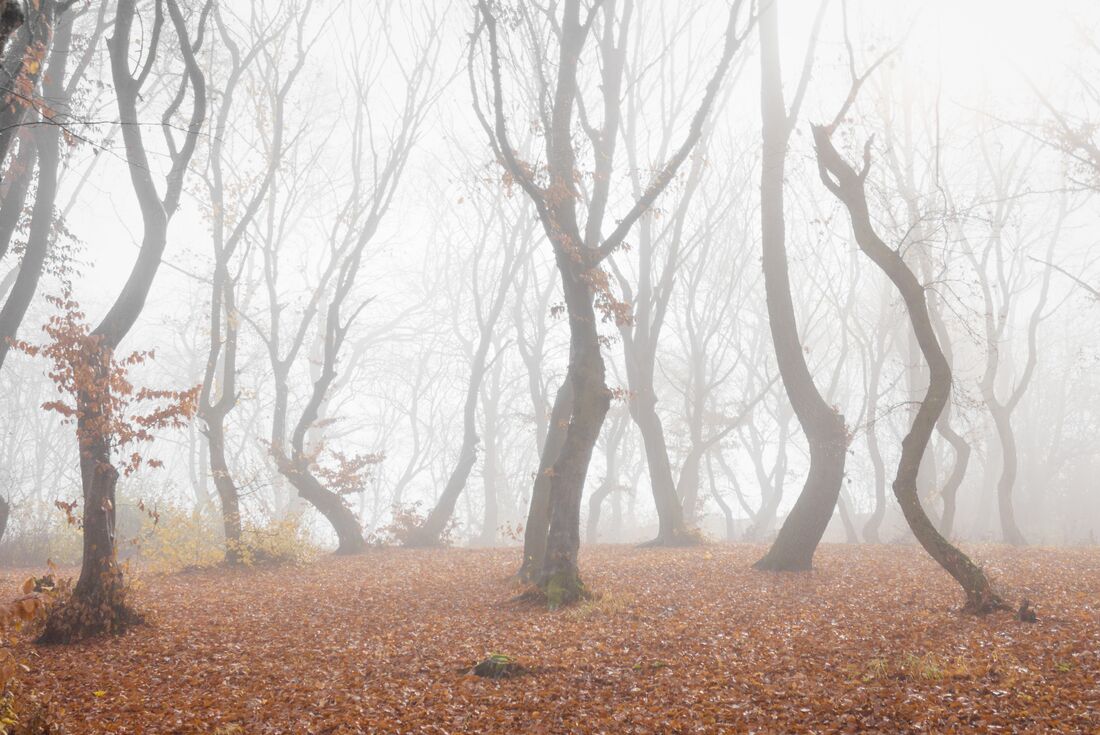 Eerie fog mist settled over Hoia Bacu's bare limbed forest in the early hours of an autumn morning in Transylvania Romania