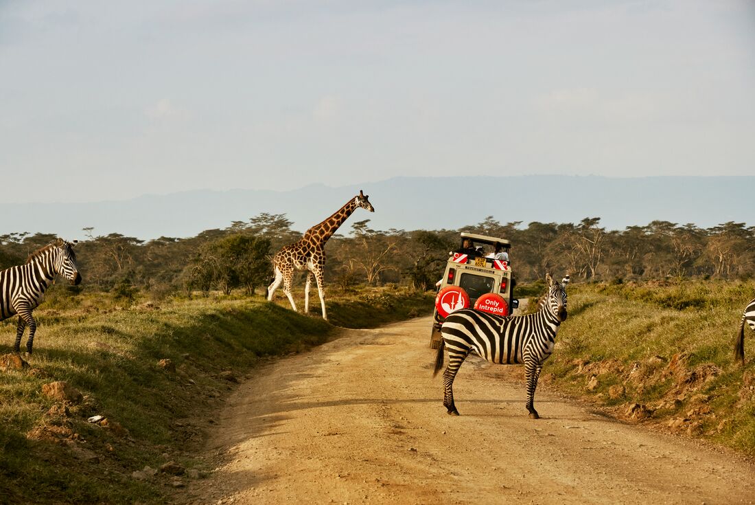 Stop at zebra (and giraffe) crossings at Lake Nakuru