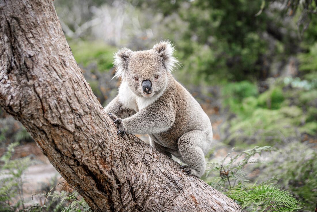 Koala climbing tree in the wild on Raymond Island, Gippsland, Australia