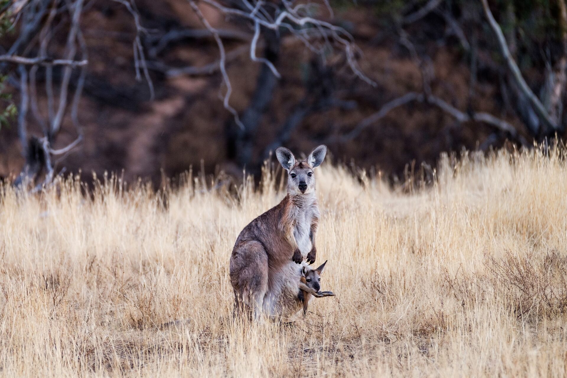 A wild wallaroo and her joey look on in the wilds of the Arkaba