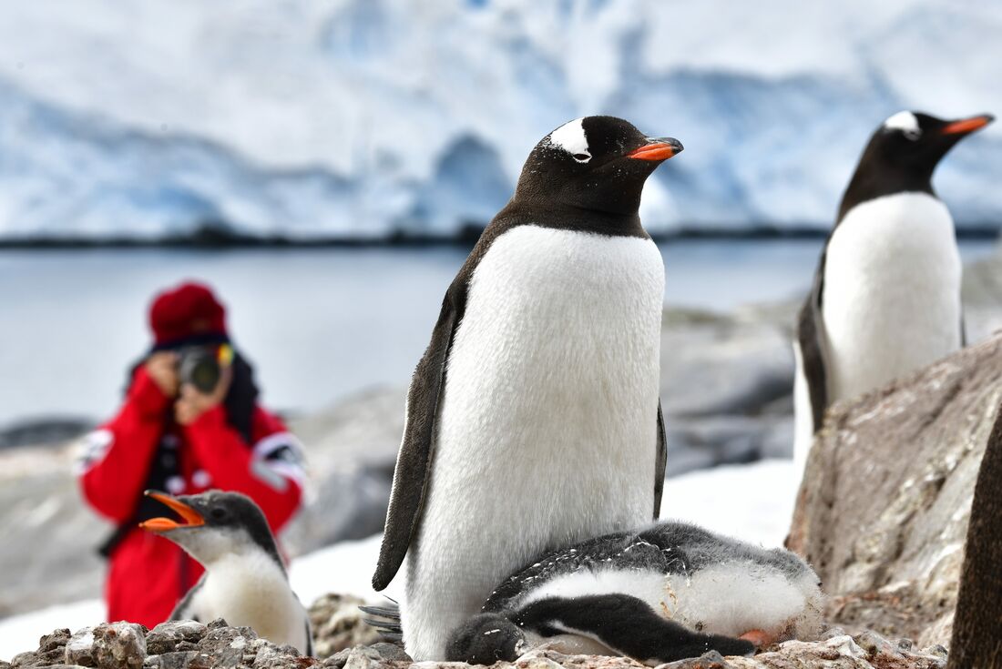 Gentoo Penguins with a photographer in the background in South Shetland Islands
